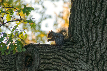 Sweet Animal Boy eating