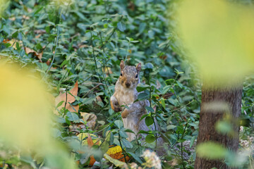 Wild aggressiv Animal 