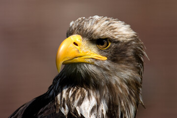 sea ​​eagle
