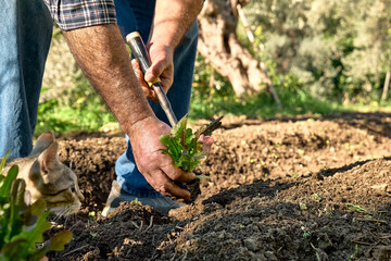 Hands of mature man planting young lettuce seedlings plant in the soil. Horticulture sostenible. Gardening Hobby. Healthy organic food concept.
