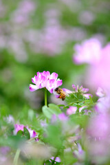 レンゲの花  ミツバチ