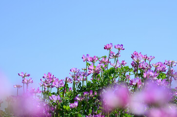 Obraz premium レンゲの花畑 青空