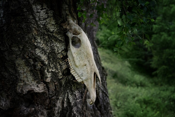 horse skull hanging on tree, dark forest natural background. terrible, scary, death portrait concept.