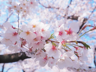 桜の花