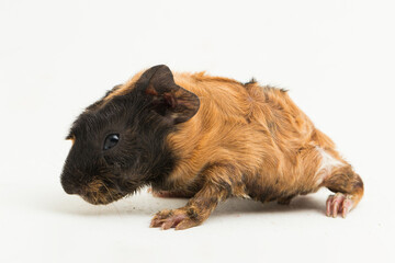 Fototapeta premium baby guinea pig isolated on white background 