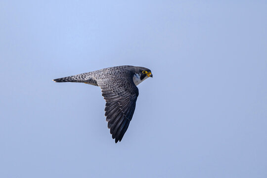 Peregrine falcon flight isolated on clear sky