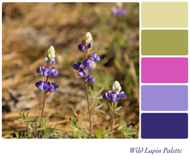 Wild Lupin Palette with complimentary colour swatches
