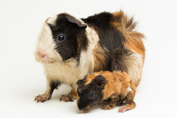 Fototapeta premium Guinea pig mom with baby isolated on white background 