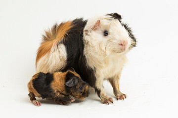 Guinea pig mom with baby isolated on white background
