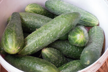 harvested cucumbers for storage