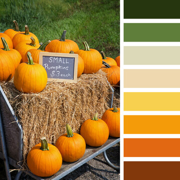 Pumpkin display palette with complimentary colour swatches