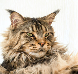 Portrait of a Brown Tabby Maine Coon Cat