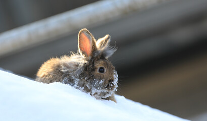 funny brown hare in the snow