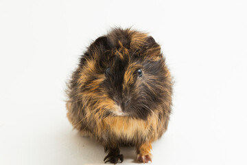 cute guinea pig isolated on white background

