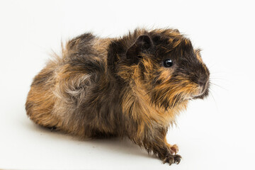 cute guinea pig isolated on white background
