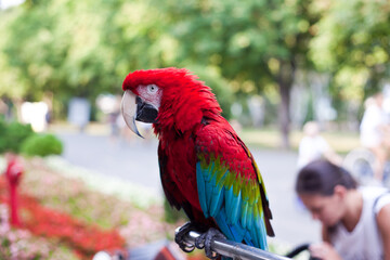 red and blue macaw