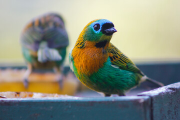 colorfull bird