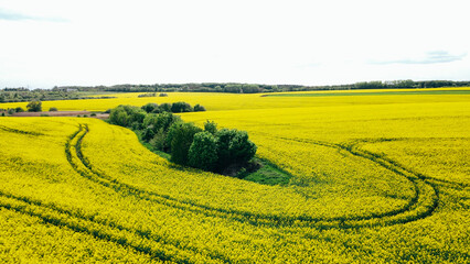 Aerial view of rich harvest of blooming yellow rapeseed with blue sky and clouds