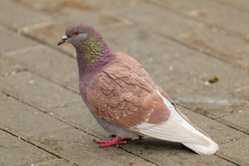 The red pigeon.