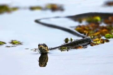 a snake swims in the water 