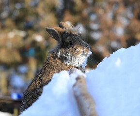 funny brown hare in the snow