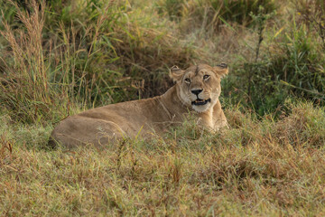 Fototapeta na wymiar Big lion lying on savannah grass. Landscape with characteristic trees on the plain and hills in the background