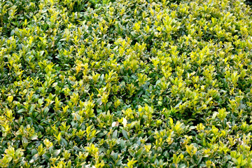Obraz premium Green leaves wall hedge as background of fresh boxwood. Boxwood wall in natural conditions. There is a place for your text. Selective focus. Close-up of bright green foliage boxwood.
