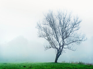 lonely winter tree in a foggy park