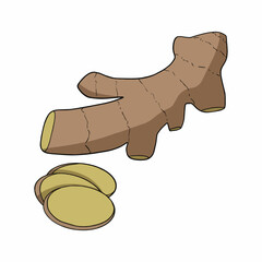 Fresh ginger root on a white background. Vector.