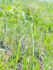 草原に生える野生の山菜・ワラビ