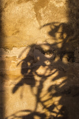 Closeup shabby grunge stone plastered wall with shadows from a houseplant with copyspace for text