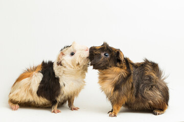 two pair guinea pigs kissing isolated on white background
