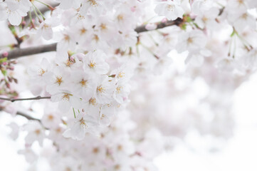 満開の桜の花 ソメイヨシノ 白背景 クロースアップ  日本の春