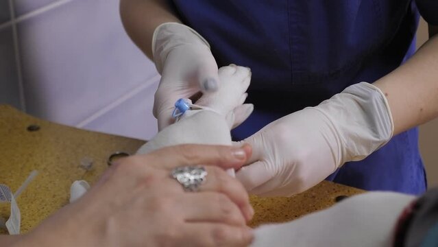 Close-up of a veterinarian doctor inserting an intravenous catheter into a dog's paw at a veterinary clinic. Dog with a catheter in the paw on the operating table. Preparation for surgery.