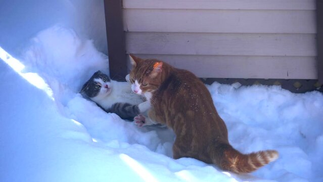 Two Cats Flighting Playing Outdoors in The Snow