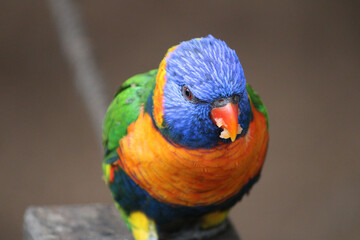 rainbow lorikeet parrot