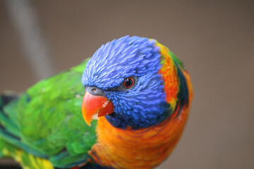 rainbow lorikeet in the zoo