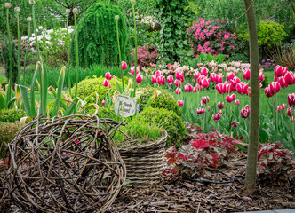 Naklejka premium Piękne kwitnące tulipany w niesamowitym ogrodzie