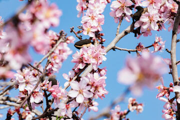 Almond trees blossoming with pink flowers among mountains and blue sky