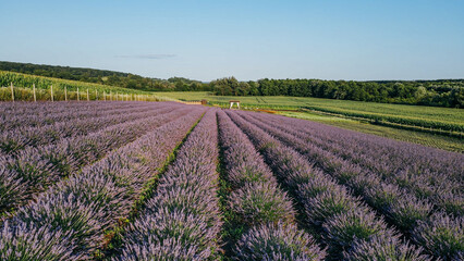 Fototapeta na wymiar Beautiful view of a field of purple lavender flower planted in a row in summer