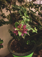 flowers in the garden