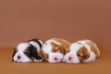 puppy dog cavalier king charles spaniel two weeks old on the background - obrazy, fototapety, plakaty