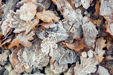 frozen leaves