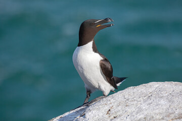 Razorbill, Alca torda, adult on cliff ledge