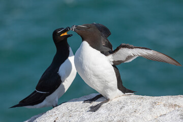 Razorbill, Alca torda, adult pair on cliff ledge
