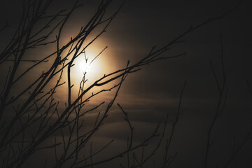 Tree branches with sunset behind and clouds