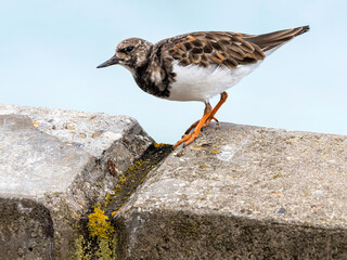 Turnstone, Arenaria interpres, adult on sea wall