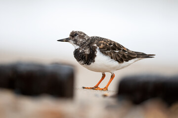 Turnstone, Arenaria interpres, peeping between groynes
