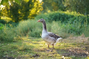 Domestic goose. Goose farm. geese enjoy a morning walk in the farm. Domestic goose. Goose farm.