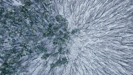 Aerial top view of winter wild forest with snowy and naked trees in half